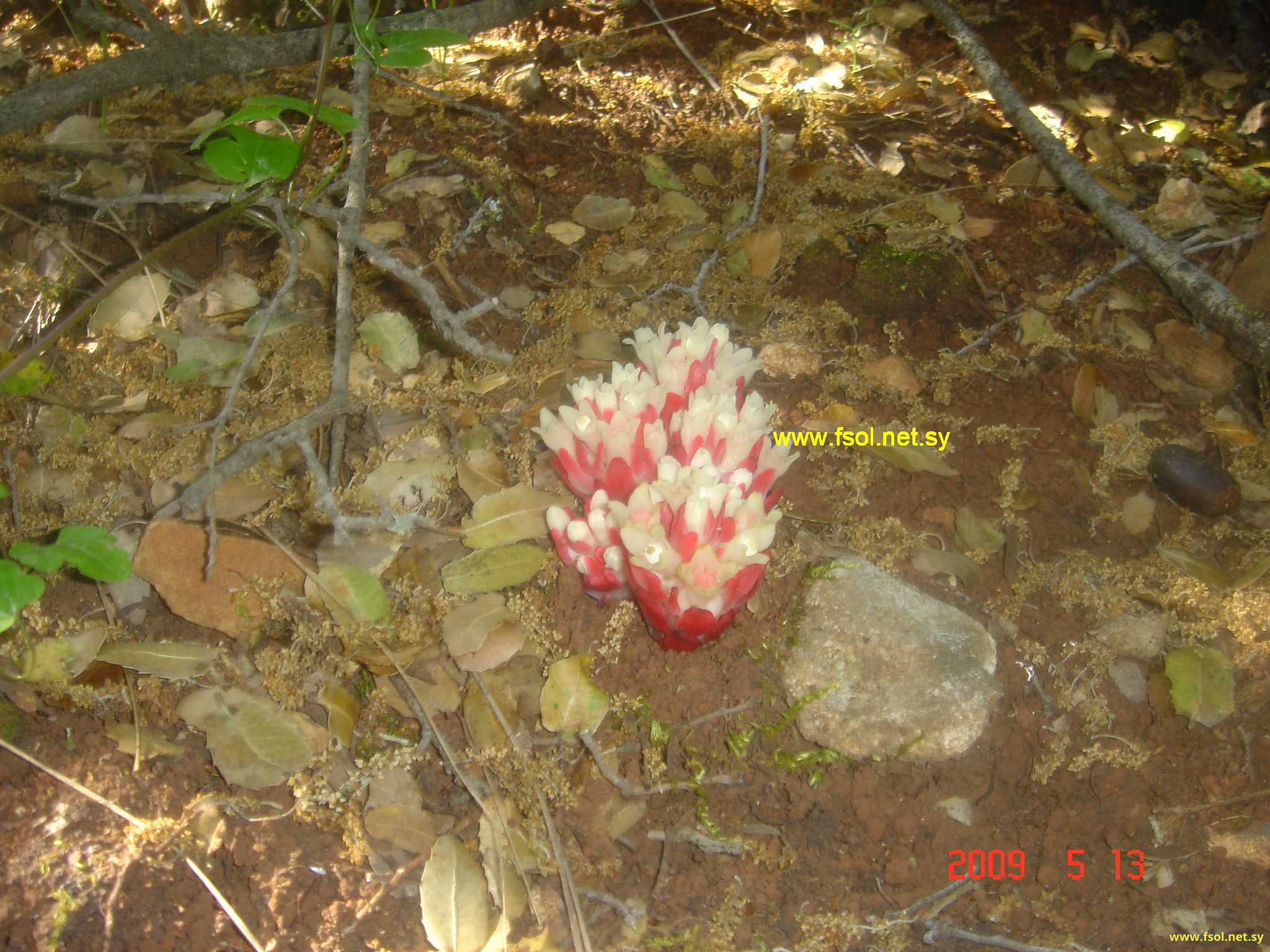 Cytinus hypocistis L.